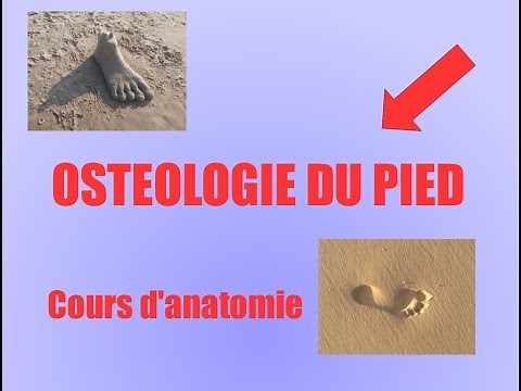 Ostéologie du pied - Anatomie descriptive - Membre inférieur