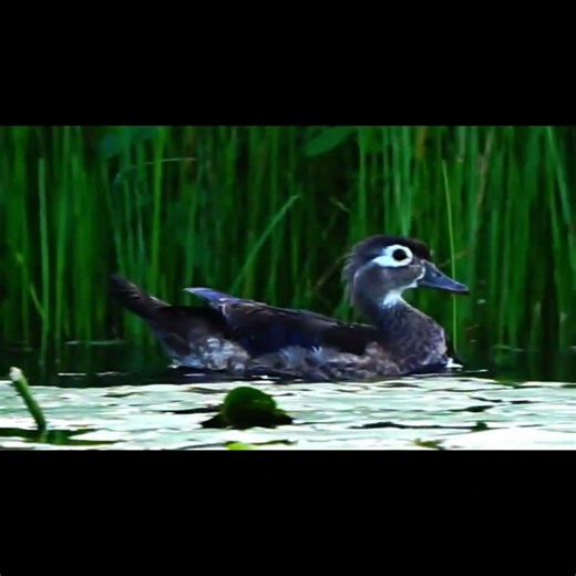 Canard branchu femelle et ses petits. #birds
