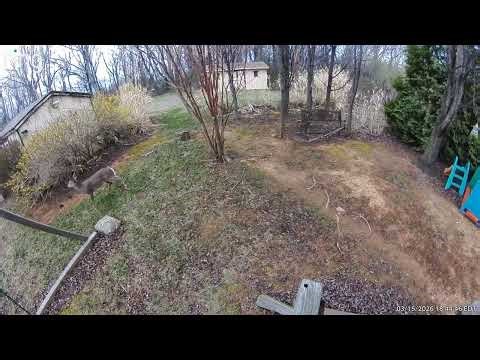 Animals Having Fun - Deer Playing around Part 1- A hit and run