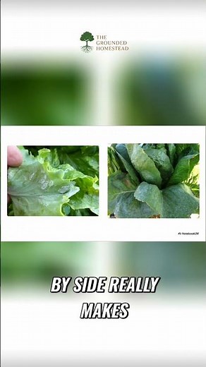 Powdery Mildew vs. Downy Mildew: Spot the Difference! #shorts