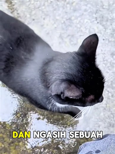 kompilasi kucing lucu #narasivideo #ceritasingkat #storytime #videocerita #kucinglucu