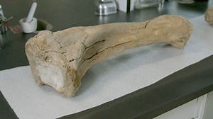 The wooly history of mammoths on Vancouver Island is a bit clearer after SFU Archaeology and Royal BC Museum were able to date remains of the prehistoric animals, discovering they ranged from 23,000 to more than 45,000 years old. “This is really exciting because it shows that mammoths have lived on Vancouver Island for a long time,” says Laura Termes, a PhD candidate in the Department of Archaeology. “We were expecting similar results [to the two samples previously dated] but what we found were 