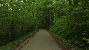 Hiking trail walking path in wild green pine forest moving backwards