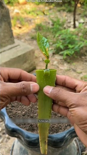 China's Secret Trick to Grow a Jackfruit Plant in Just 20 Days! 🌱 😳 #shortsvideo