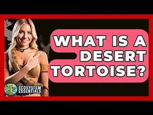 What Is A Desert Tortoise? - Ecosystem Essentials