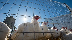 Why skip frozen and order a fresh turkey for Thanksgiving — and where to get one in Delaware