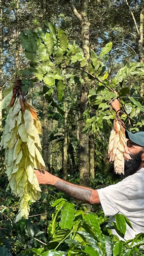 Nature Sense on Instagram: "Handkerchief tree (Maniltoa lenticellata) #handkerchief #handkerchiefplant #maniltoalenticellata maniltoa"
