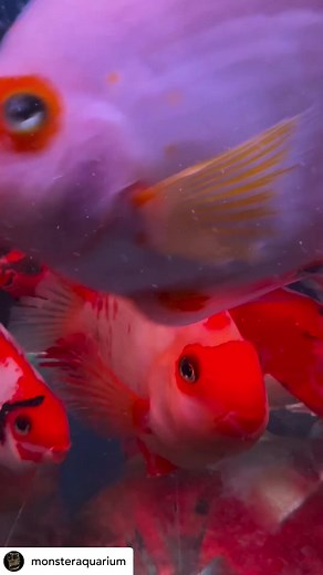 @monsteraquarium Red parrot fish, known for their vibrant hues and unique appearance, are a hybrid cichlid species popular in the aquarium hobby. These fish, characterized by their round, come in various shades of red, orange, and yellow. Despite controversies surrounding their origins and breeding practices, they have become beloved additions to many aquariums due to their playful behavior and striking coloration. Red parrot fish are relatively easy to care for, thriving in spacious tanks with 