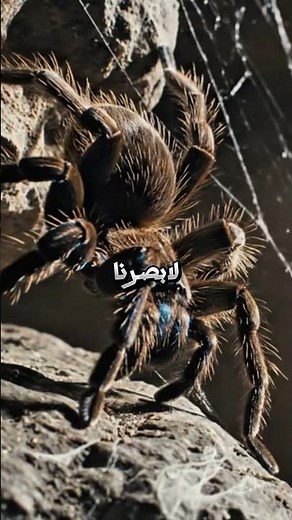 كيف أنقذ عنكبوت وحمامة حياة النبي ﷺ؟ 🕸️