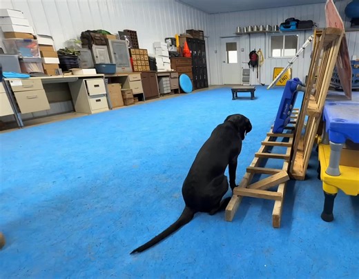 I've been doing foundational work with the puppies, both of them. They are at different stages but Belle has moved into keep going signals. By working through these foundation systematically, it allows pairing to odor to go much faster. Flash is systematically learning a new odor for our next job! By having her indication strong prior to odor, it's just adding a new cue! The K9Sensus Detection Dog Trainer Academy has a single spot left for 2026. This is a yearlong program with online and in pers