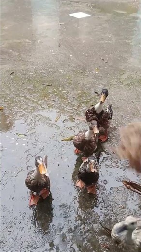 Duck Feeding Time | Healthy Food for Ducks 🦆 | Simple Duck Care Guide
