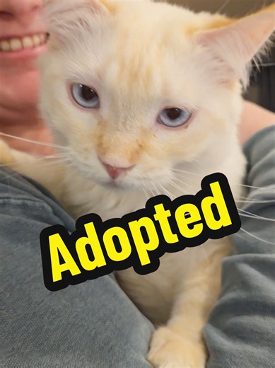 The Heartwarming Journey of Cat Adoption