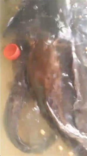 Catfish Remember Feeding Time ⏰🐟🧠 #agricfood 🌾#SmartFish #AquacultureLife #RealFarm