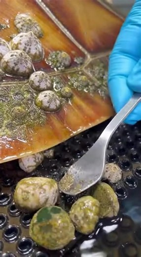 Removing Barnacles from Turtle Shell: Satisfying Sea Rescue! 🐢 #fblifestyletyle #turtle #fixing #HealingJourney #turtles | Americana Whispers