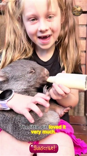 The woman rescued the baby wombat just in time. Thankfully, it was safe. #wombat #animals #rescue
