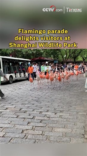 A colorful parade of flamingos turned heads at Shanghai Wildlife Park, where the elegant birds strolled alongside delighted visitors. The popular flamingo walk has become a favorite attraction, drawing crowds eager to snap photos and enjoy a rare up-close encounter with the vibrant animals. #Trending #ChorusofLife For more: https://english.cctv.com/ | CCTV