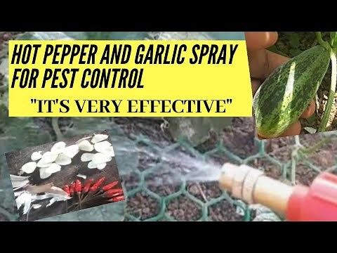 Chili and Garlic Organic Spray for Pests in Your Garden | Do It on You Home