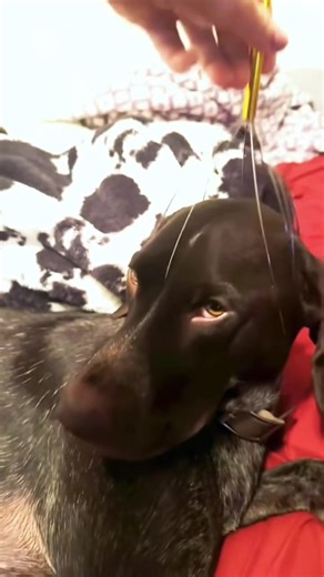 Hilarious Dog Compilations That Will Make You Laugh