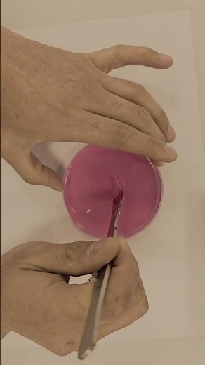 Acid Diffusion Through Agar Jelly #chemistry #chemistryteacher #science #experiment