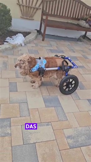 Stella 💕 Die letzten Wochen waren schwer. Nicht nur emotional – sondern körperlich. Tumore. Hormonelle Probleme. Eine komplizierte Hüft-OP, bei der das Gelenk immer wieder herausspringt. Arthrose. Schmerzen. Kaum Mobilität. Laufen? Fast unmöglich. Viele Baustellen für eine 12-jährige Cocker-Spaniel-Dame 🐶 Durch Medikamente & Bewegungsmangel hat Stella zugenommen – ein Teufelskreis, den wir jetzt bewusst durchbrechen 💪 🦽 Mit ihrem Rolli darf Stella wieder in Bewegung sein. Sie baut sanft Kraf