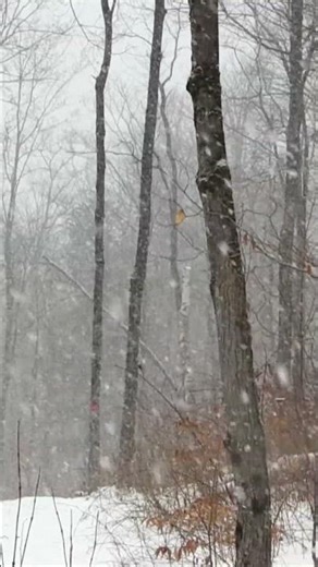 Shaker Mountain Wild Forest in Winter