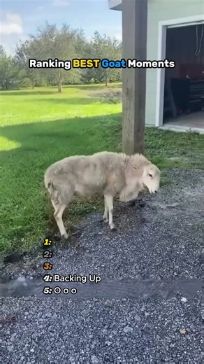 Ranking BEST Goat Moments