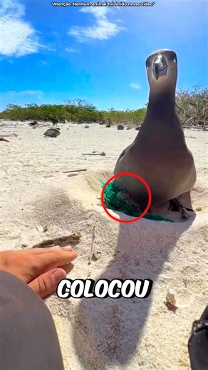 The bird was trapped! #curiosities #amazing #animal