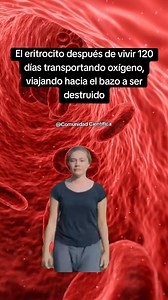 Los eritrocitos, hematíes o glóbulos rojos son células sanguíneas anucleadas que se fabrican en la médula ósea roja mediante un proceso denominado eritropoyesis. Tienen una vida media de 100 a 120 días, son eliminados principalmente en el bazo. Su principal función es el transporte del Oxígeno desde el pulmón a los tejidos y CO2 desde los tejidos al pulmón. #education #teaching | Comunidad Científica