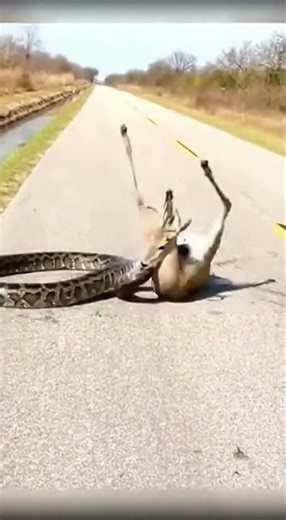 🦌 ROAD CAM: Python Attacks Deer! 🛣️🐍 【衝撃】道路監視カメラ！排水溝から現れた大蛇が鹿を襲う