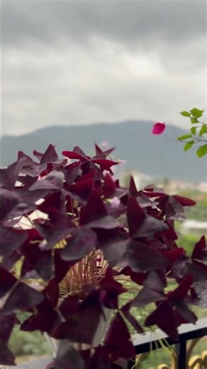 Fleurs roses et feuilles en cœur pour votre balcon ou jardin | Beauté naturelle et facile à cultiver