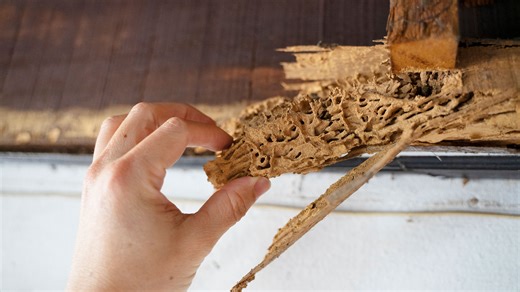 Kamikaze termites carry ‘toxic rucksacks’ that explode to poison their enemies