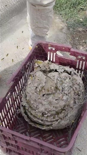 Rescuing a Wild Bee Nest in Iran | Safe Removal from Mud Wall & Relocation