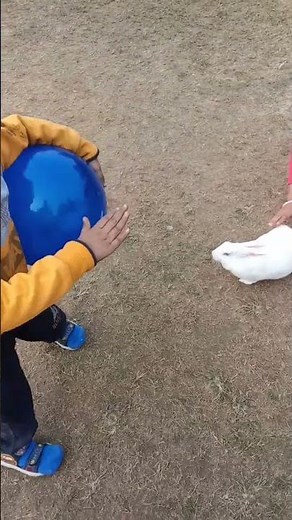 10 amazing effects of rabbit