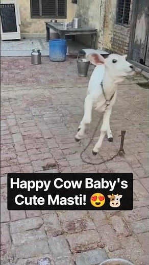 Newborn Cow Baby Playing, Jumping & Making Cute Sounds | Adorable Farm Moment 🐮❤️