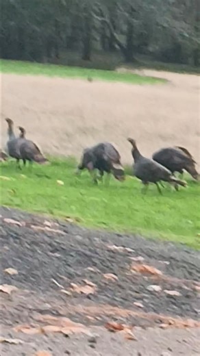 Eat chicken | Lisa Bowen