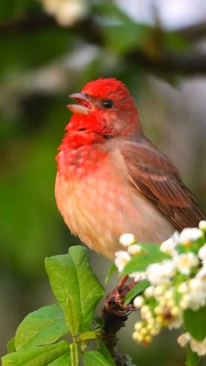 3K views · 177 reactions | Common Rosefinch: The Scarlet Songster ...