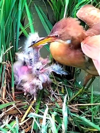 The heron chicks are very greedy and aggressive when eating