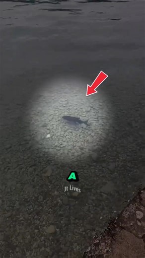 Brave Dog Jumps In, But the Fish Escapes! #shorts #dog #funny