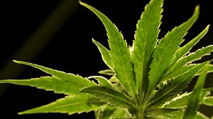 VP Harris holds marijuana policy roundtable with rapper Fat Joe