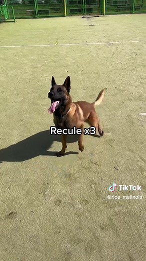 Les ordres du chiens le plus moche de France