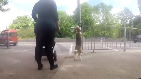 Smart beagle helps cross the street safely
