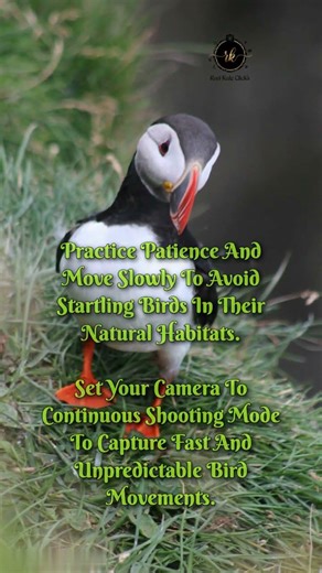 “Unlock the Sky Secrets to Capturing Stunning Bird Photography”