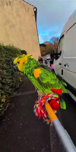 animal madness 🐾🦎🦜🐍 (@animalmadness2025)’s videos with original sound - animal madness 🐾🦎🦜🐍