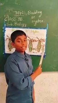 budding process in hydra