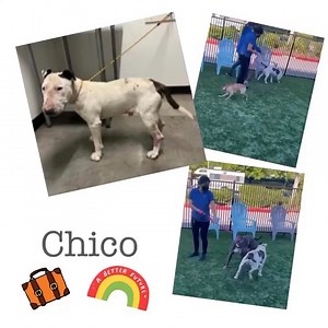 1.2K views · 89 reactions | Chico in Santa Clara, CA -...