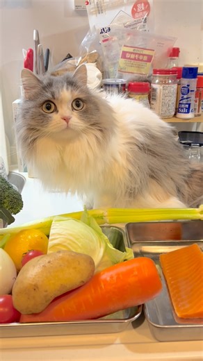 meimei(めいめい) on Instagram: "MeiMei Cooking. Today's dish is pot-au-feu and salmon meuneille. It's delicious with MeiMei. メイメイクッキング💕ポトフとサーモンムネエル😁 美味しかったです #ミヌエット #ねこ #にゃんこ #ねこ部 #にゃんすたぐらむ ねこすたぐらむ ねこのいる暮らし ねこのいる生活 ねこばか部 もふもふ はちわれねこ かわいいはちわれcat instacat minuet minuetcat cute catsagram catlife catloversclub catvideos catlover"