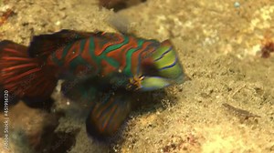 Mandarin fish (Synchiropus splendidus) feeding super close up