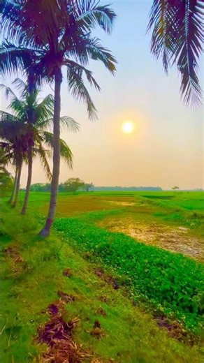 Enchanting Beauty of Rural Bangladesh | Nature’s Hidden Paradise #shorts #village #bangladesh