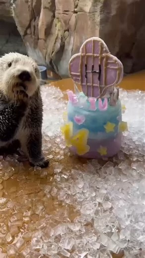 This [devouring a birthday cake made of frozen fish] is who these girls were born to be ✨🌟💛 Some continued celebrations from Sekiu’s golden birthday yesterday. Happy birthday sweet Sekiu! 🦦 📸: Animal Care Specialist I Michelle | Seattle Aquarium