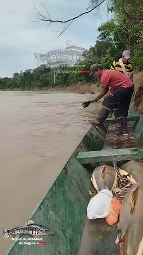 Sacando un gran monstruo de agua dulce llamado valenton #pesca 🐬 | Miguel el pescador de bagres
